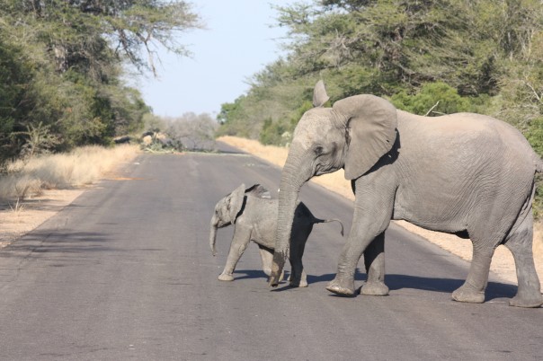 Elephants in the Kruger National Park