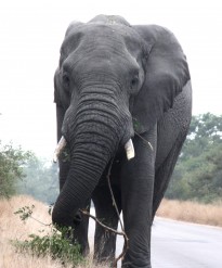Elephant in Kruger National Park