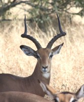 Kudo in the Kruger National Park