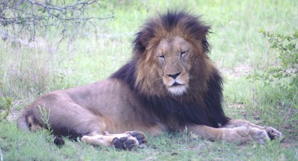 Lion in the Kruger National Park
