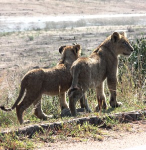 Lion cubs in Kruger National Park